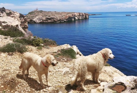 A Malta con il cane,  suggerimenti utili per una vacanza a quattro zampe